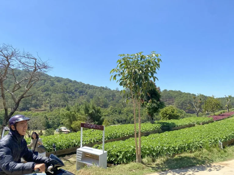 The Florest Hoa Trong Rung Da Lat26 768x576