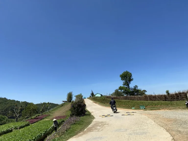 The Florest Hoa Trong Rung Da Lat27 768x576