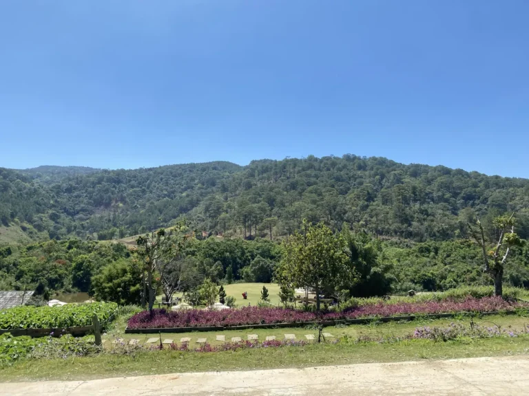 The Florest Hoa Trong Rung Da Lat32 768x576