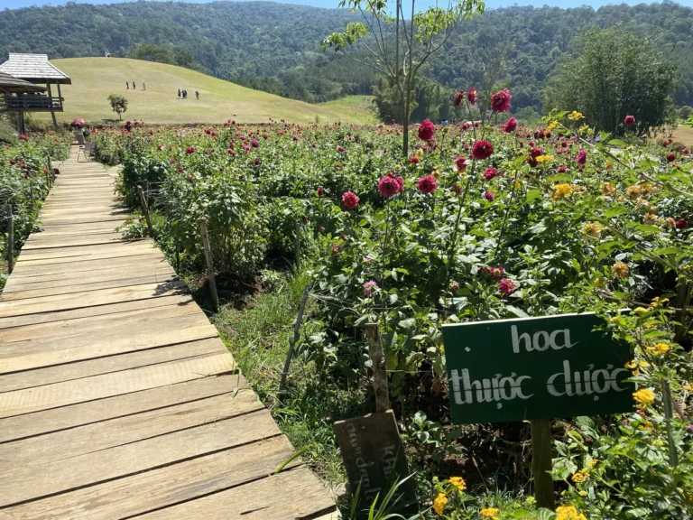 The Florest Hoa Trong Rung Da Lat4 768x576