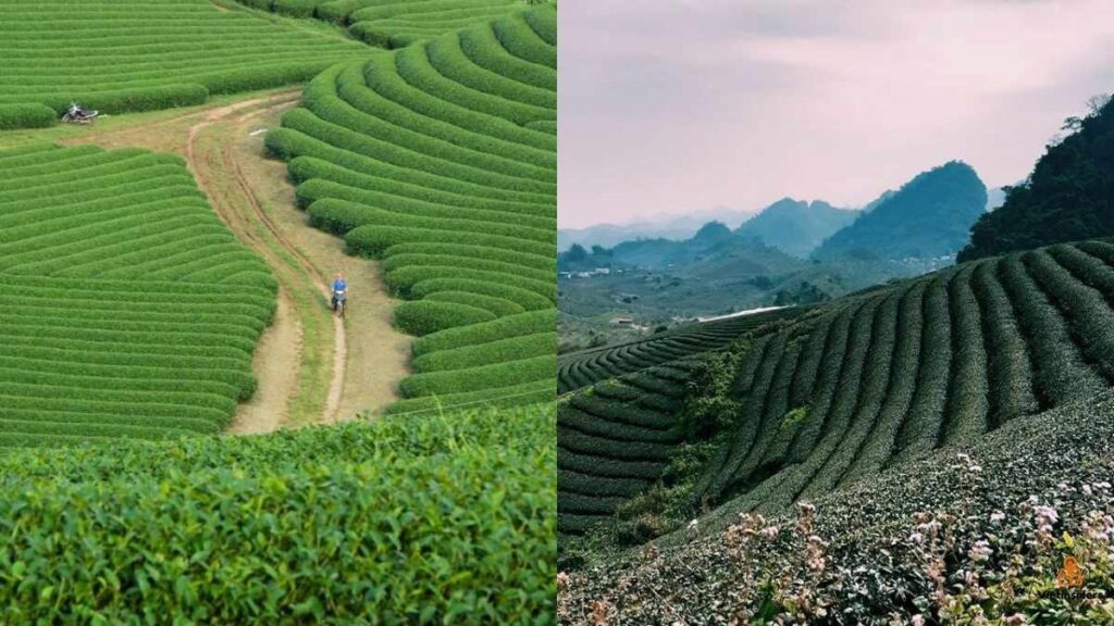Mộc Châu, Sơn La