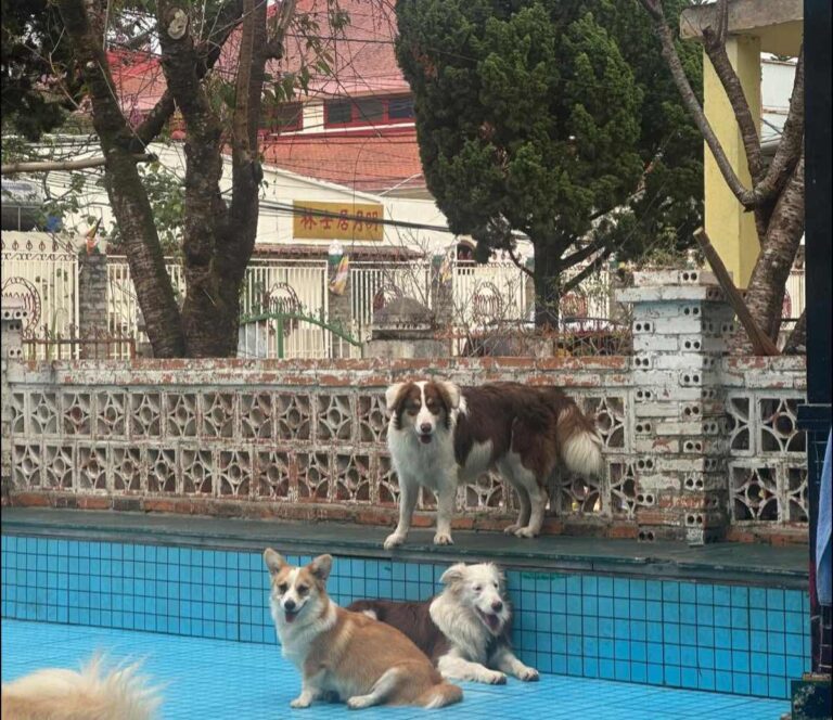 Dream House Ca Phe Thu Cung Da Lat 10 1 768x664