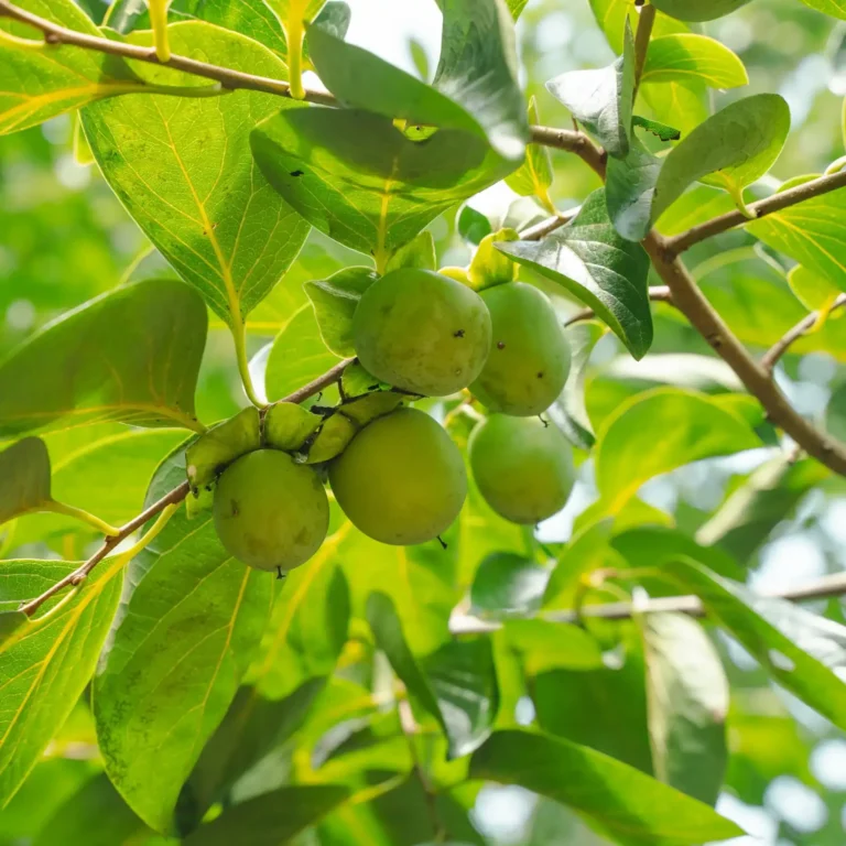 Cafe Persimmon Da Lat 10 1 768x768