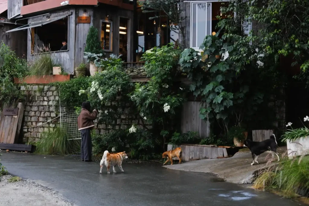 nook cafe da lat 5 1 1024x683